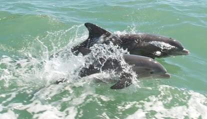 Dolphins Still Sick In Louisiana Losing Teeth From Deepwater Horizon Oil Spill The Dodo