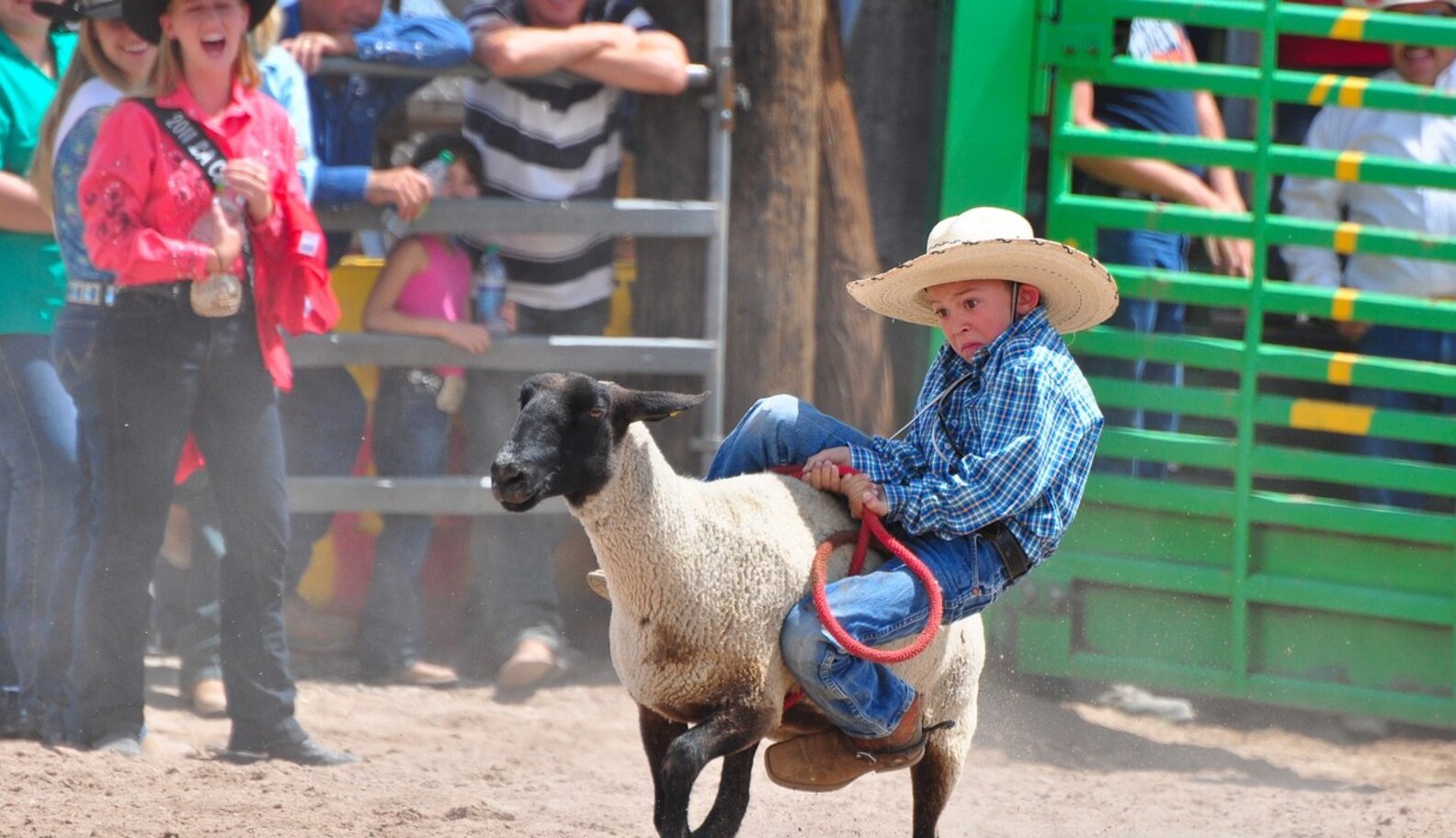 Rodeo Side-Show Mutton Busting: Bad For Kids, Bad For Sheep? - The Dodo