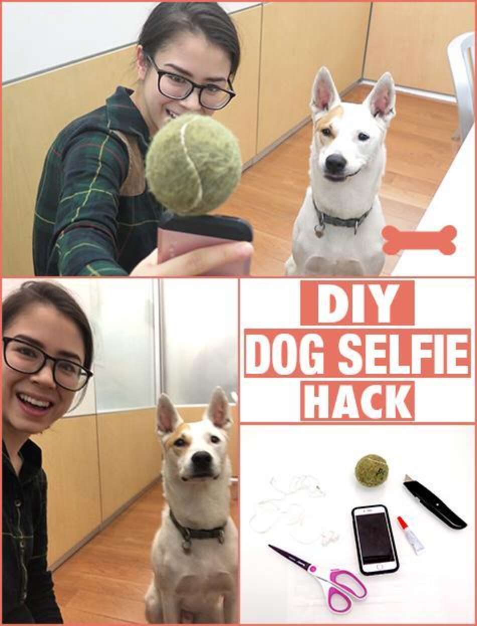 How To Get The Perfect Selfie With Your Dog - The Dodo