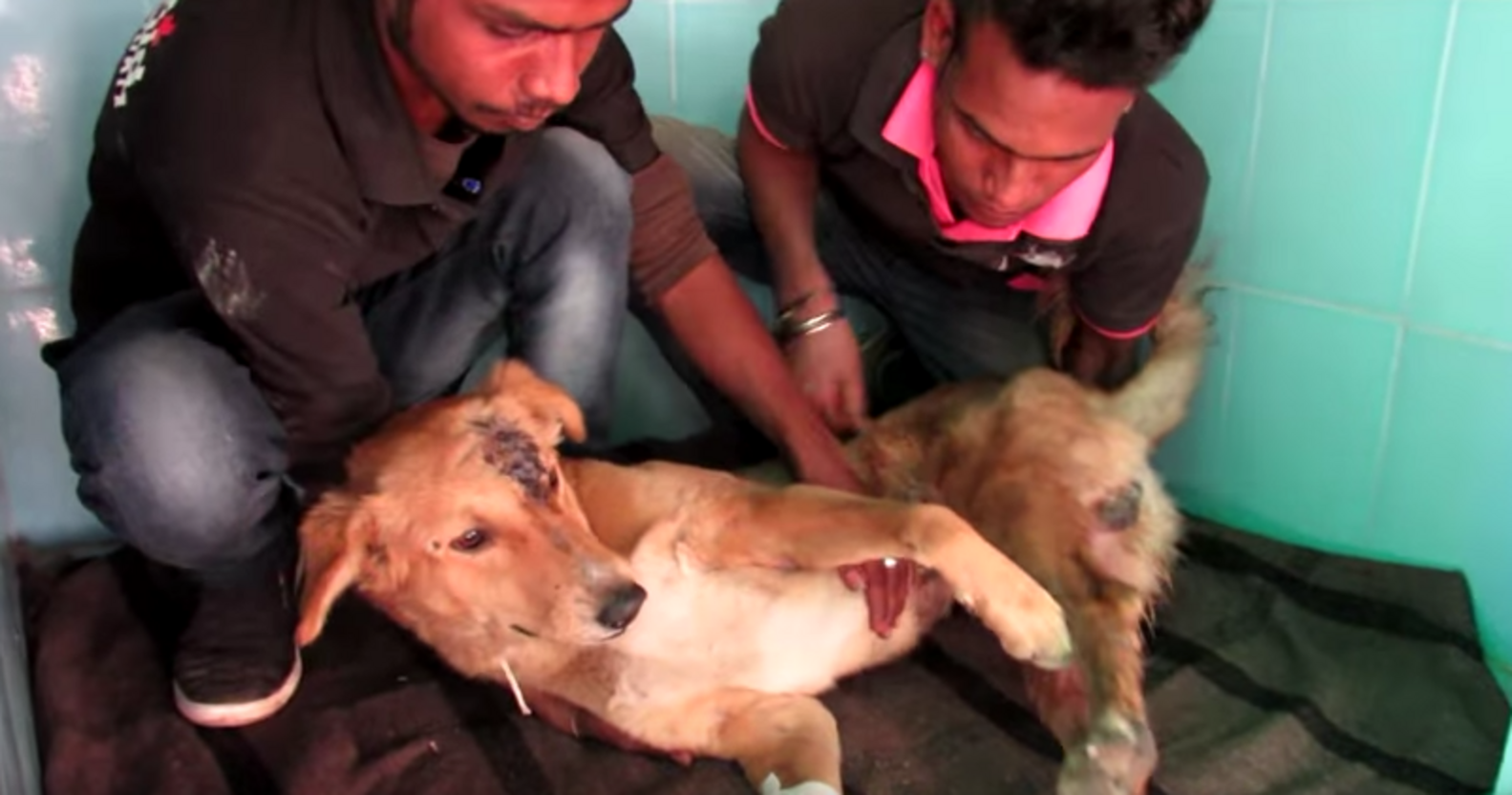Stray Dog Rescued After Being Hit By Car In India The Dodo