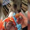 Kangaroo Loves Helping Mom Feed His New Baby Brother