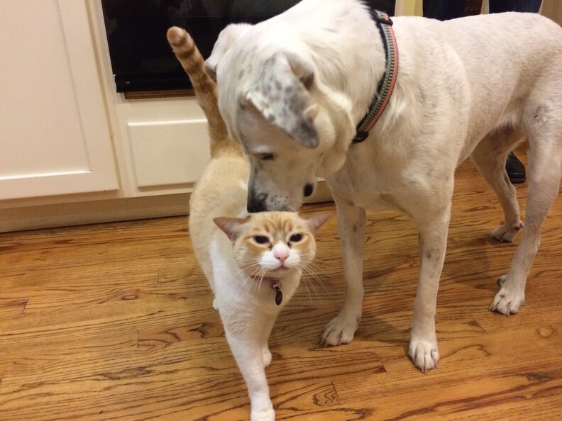 22 Magical Moments When Pets Meet For The First Time The Dodo