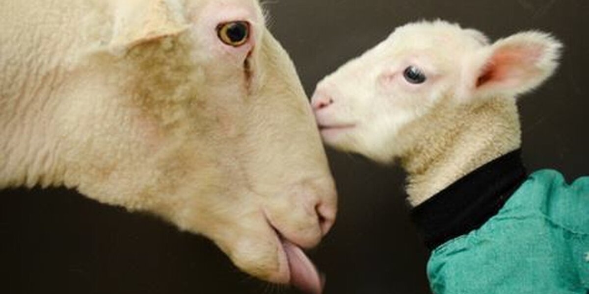 Smart Sheep Answers Door, Wonders What You Want - The Dodo