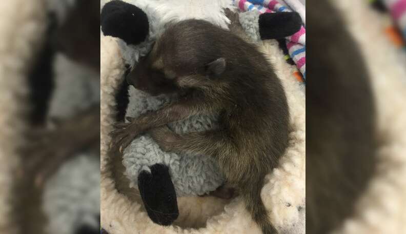 Baby raccoon stuffed animal deals