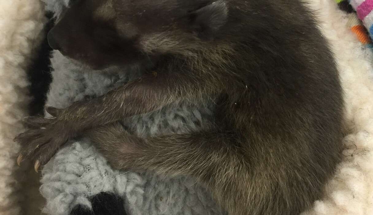 Baby Raccoon Who Lost Her Mom Clings To Her Stuffed Animal - The Dodo