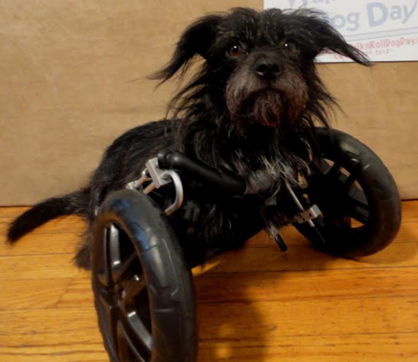 "Oldest Dog" Ever Rescued Lived Three More Years The Dodo