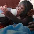 Little Chimp Who Lost His Family Is So Loved Now
