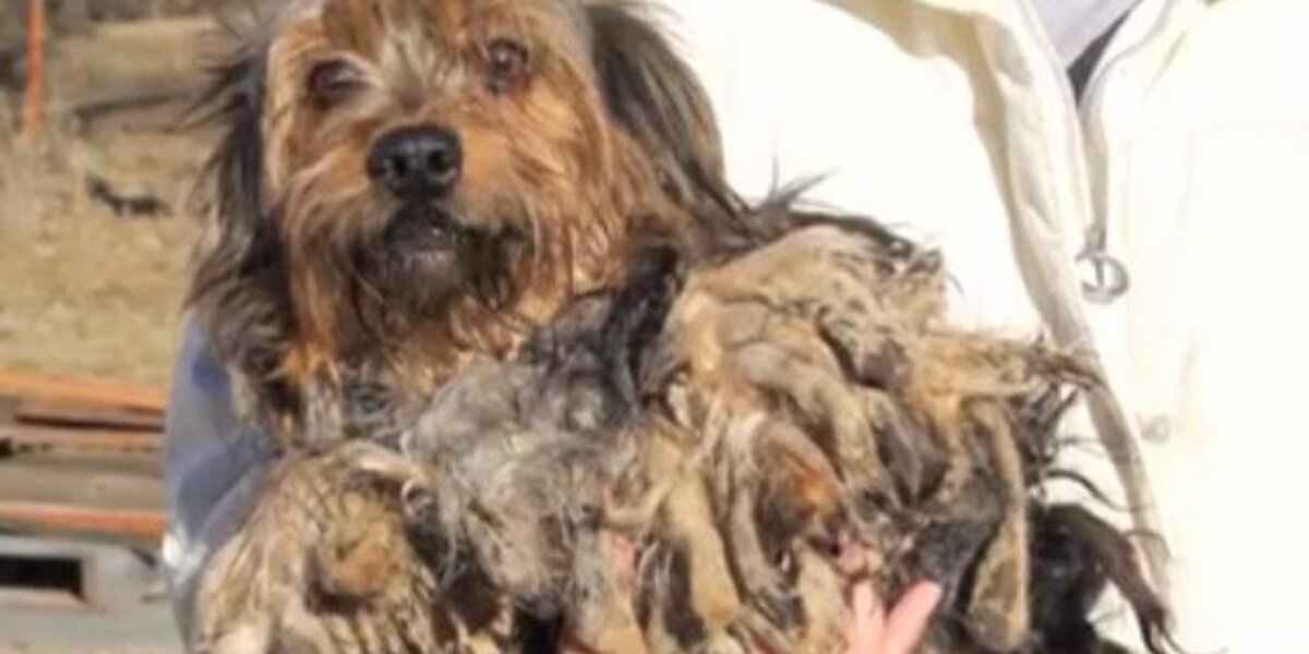 'Swamp Monster' Yorkie Raises Alarming Questions About Puppy Mills ...