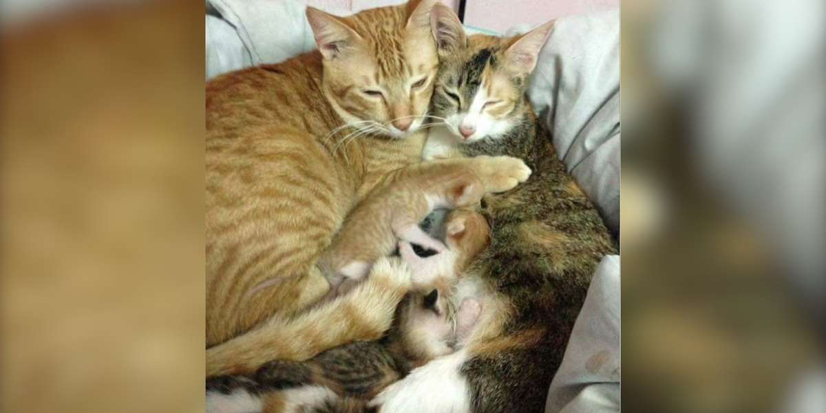 Father Cat Helps Mother Cat Care For Kittens The Dodo