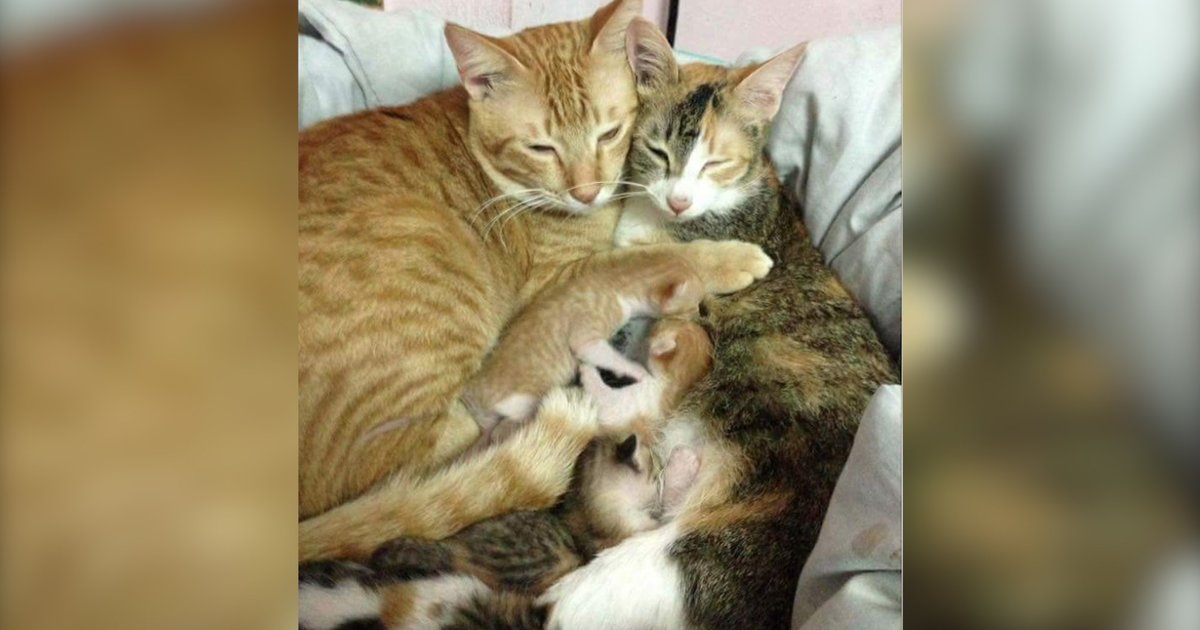 Father Cat Helps Mother Cat Care For Kittens The Dodo
