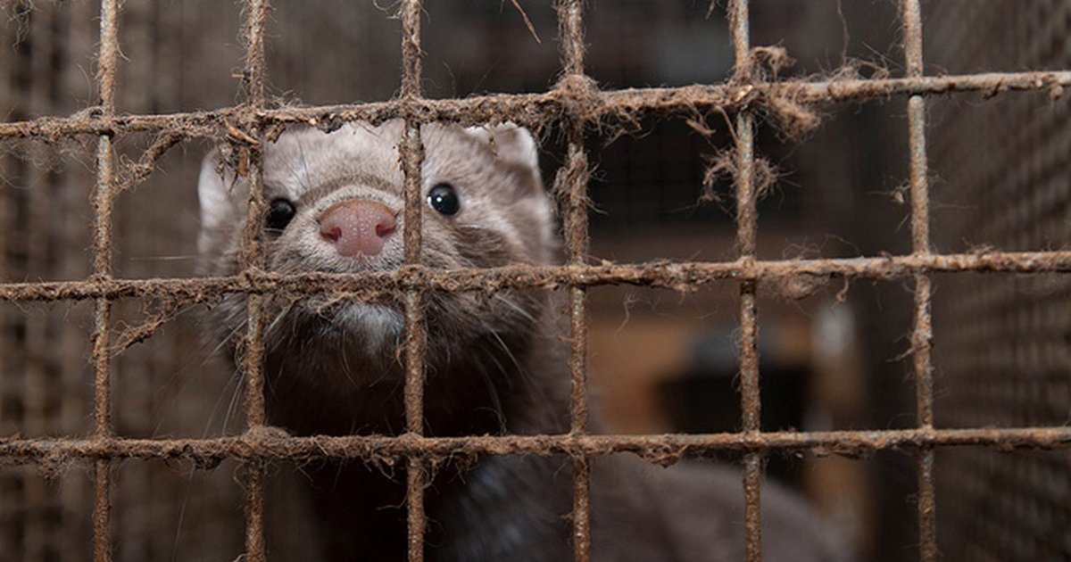 Animals Killed For Their Fur Are Being Fed Whale Meat The Dodo