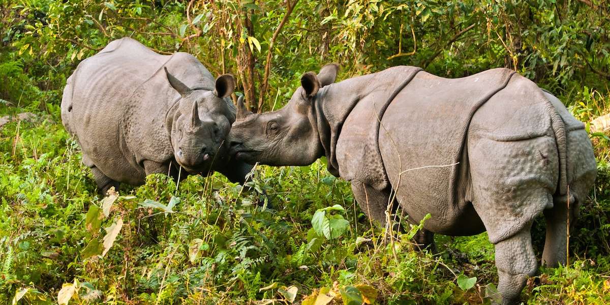 One Country Figured Out How To Save Its Rhinos - The Dodo