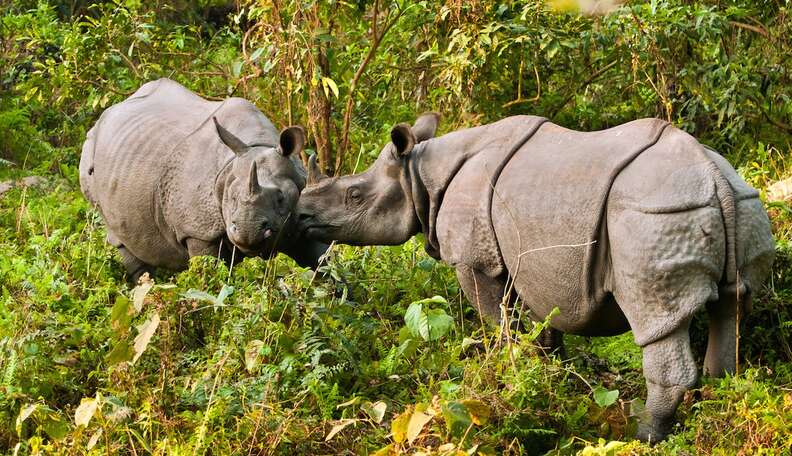 One Country Figured Out How To Save Its Rhinos - The Dodo