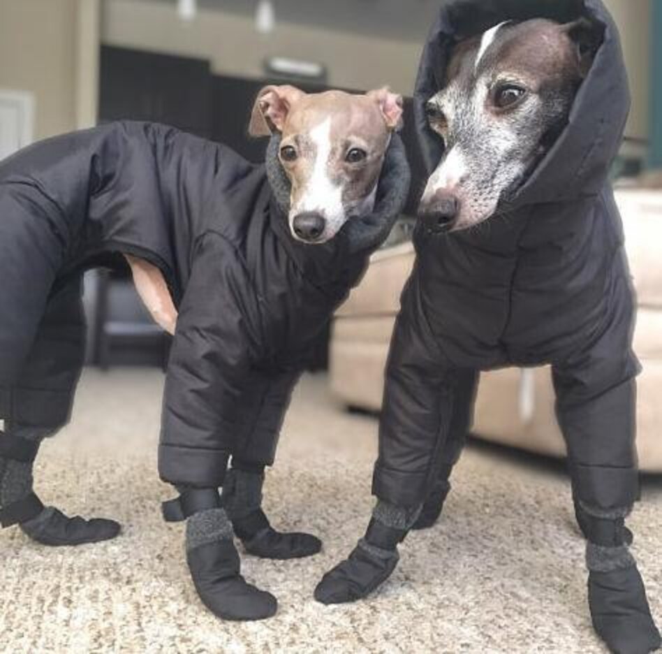 Snowsuits For Dogs Are Officially A Thing The Dodo