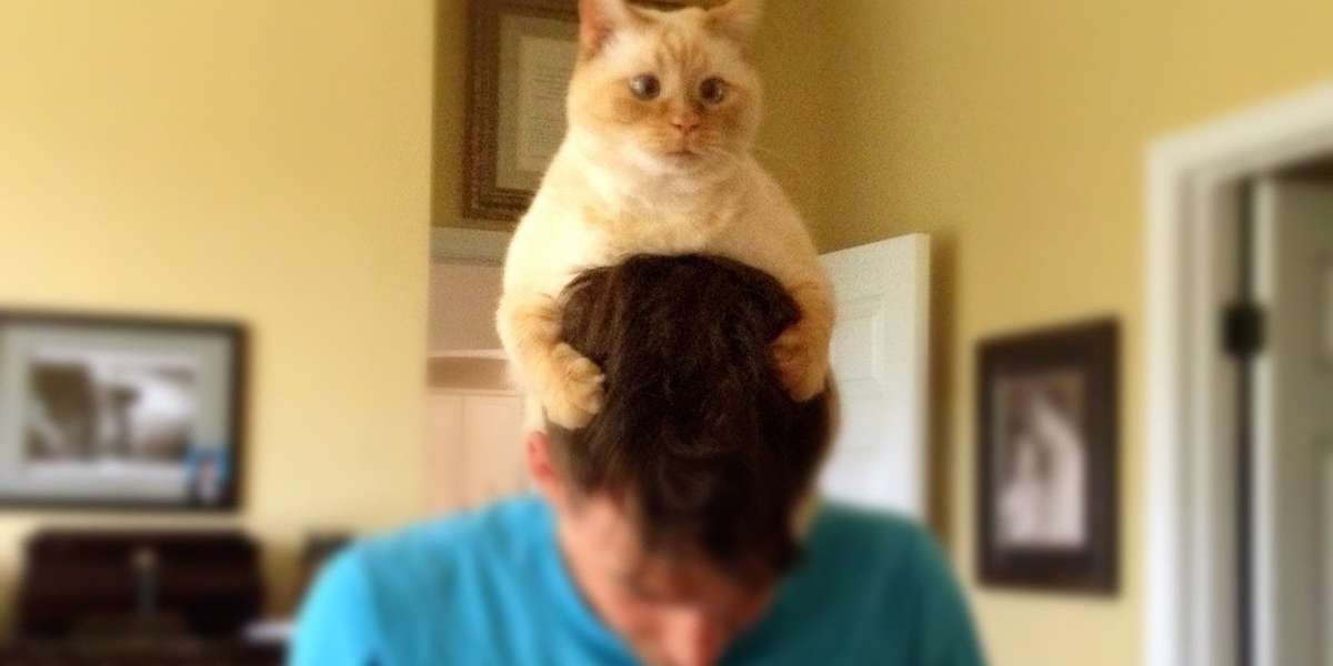 What Will Happen When Cats Rule The World - The Dodo