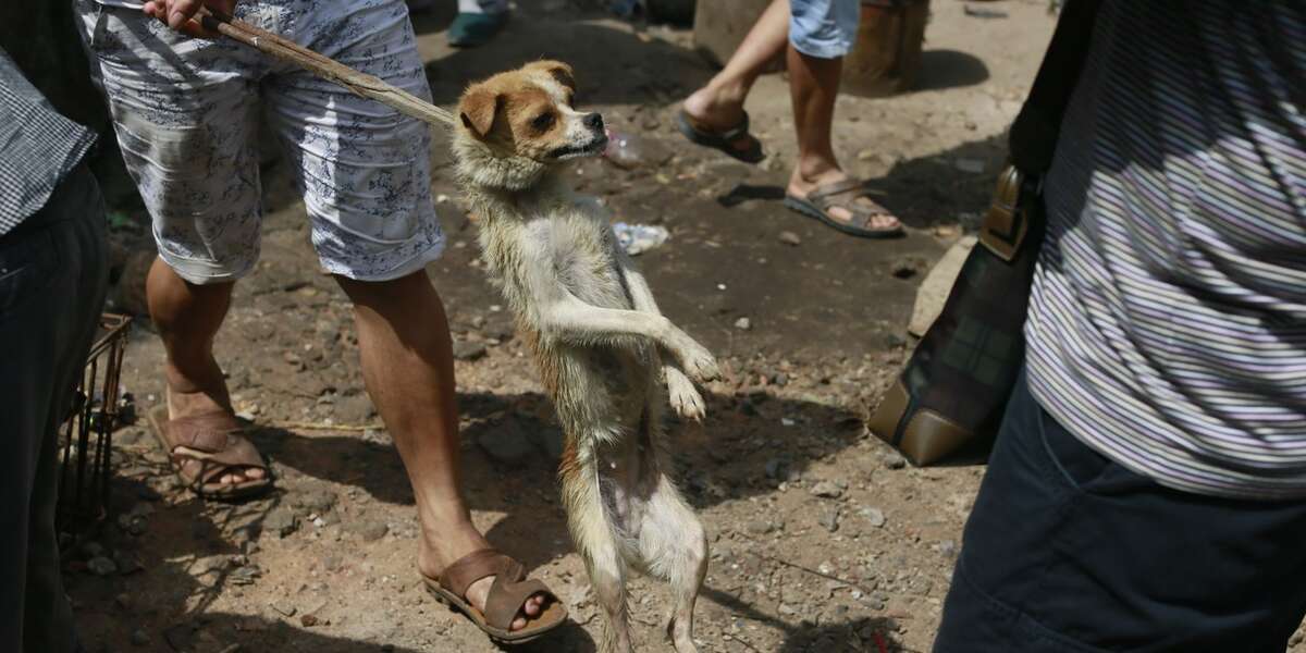 Dog Meat Festival Isn't Even A Real 'Tradition' - The Dodo