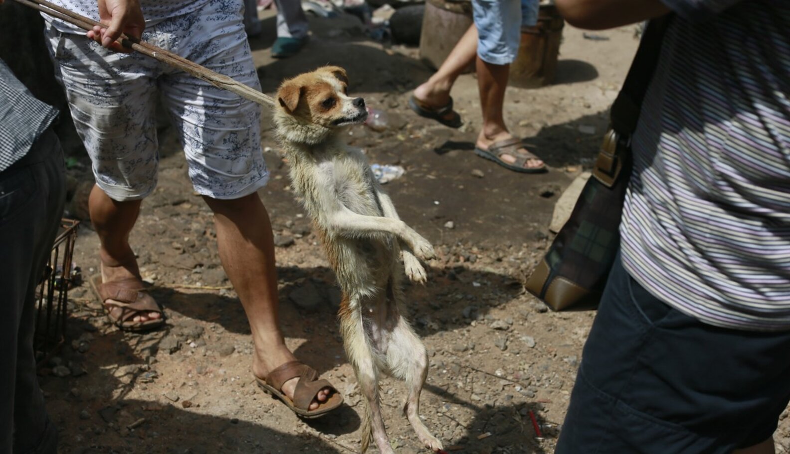 Dog Meat Festival Isn't Even A Real 'Tradition' The Dodo