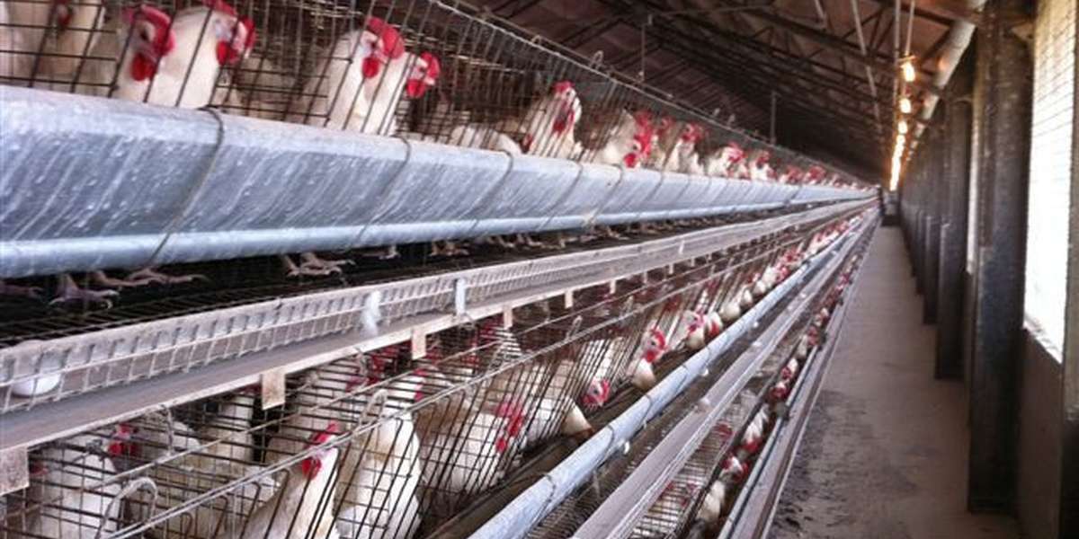 World's Largest Food Service Provider Goes CageFree The Dodo