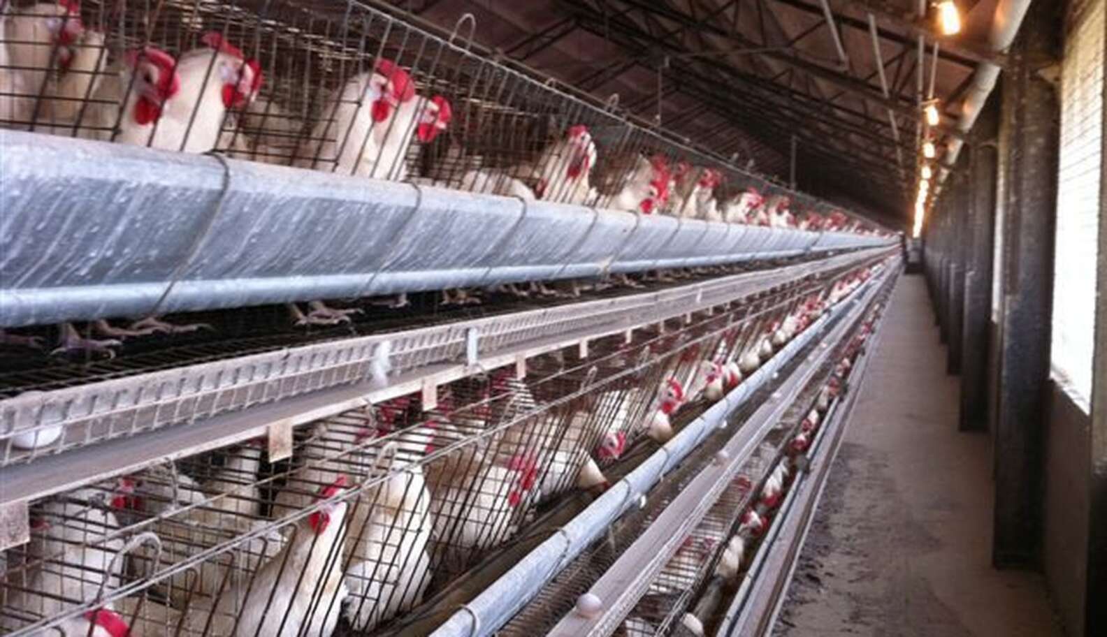 world-s-largest-food-service-provider-goes-cage-free-the-dodo