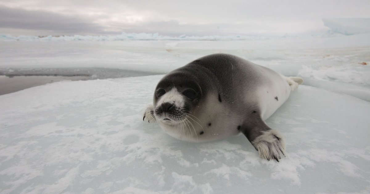 The Newfoundland Seal Hunt: Looking Back, Moving Forward - The Dodo