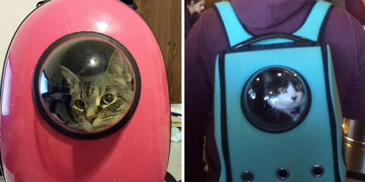 astronaut bubble cat carrier