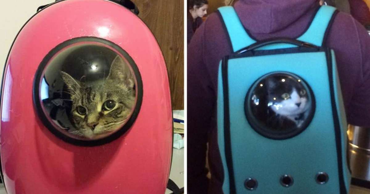 astronaut bubble cat carrier