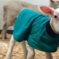 Sick Little Lamb Grows Up Bouncy and Happy