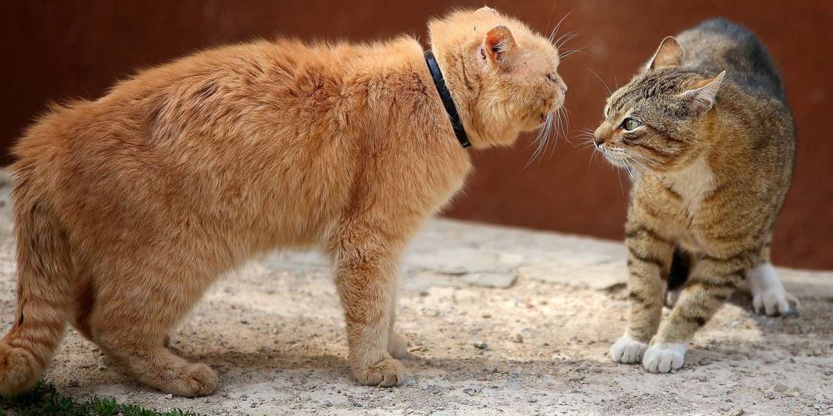 how-to-introduce-cats-so-they-don-t-end-up-hating-each-other-the-dodo