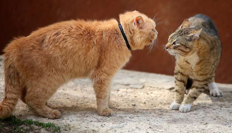Acclimating cats deals to each other