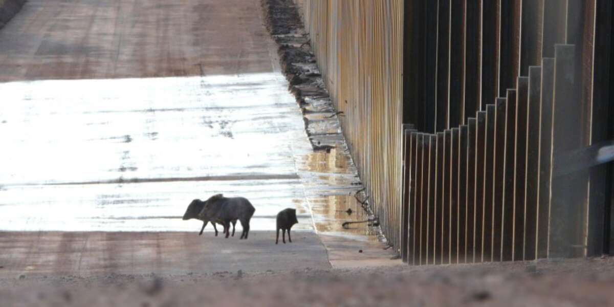 Trump's Wall Would Be Awful For Animals - The Dodo