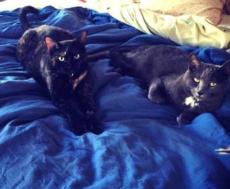 How To Introduce Cats So They Don T End Up Hating Each Other The