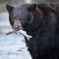 How Bears Use Obesity to Survive