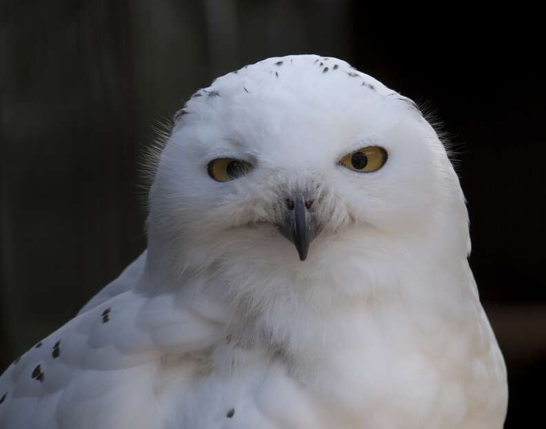 Snowy Owl’s Invasion Of The South Delights Birdwatchers - The Dodo