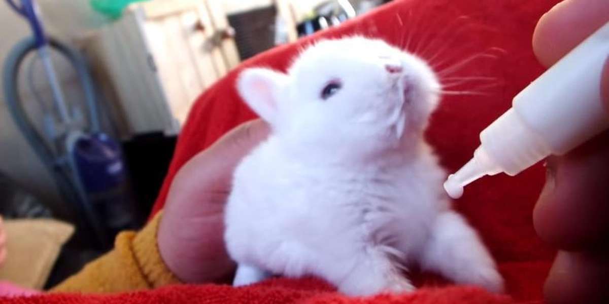 Tiniest Bunny Stretches Itty-Bitty Paws To Reach Bottle - The Dodo