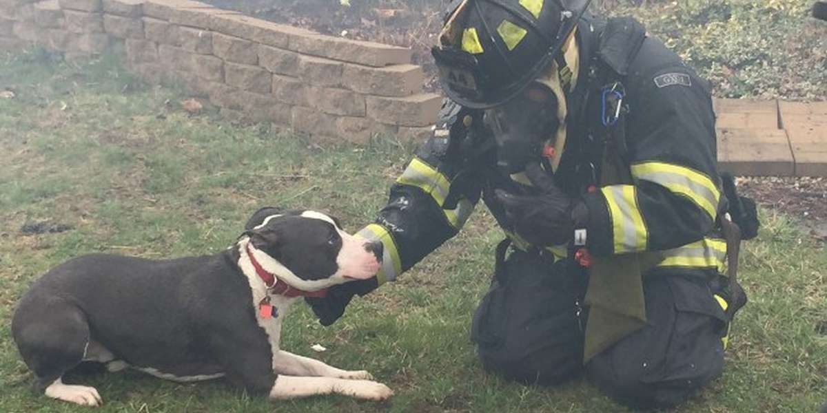 Hero Pit Bull Credited With Saving His Human's Life During Fire The Dodo