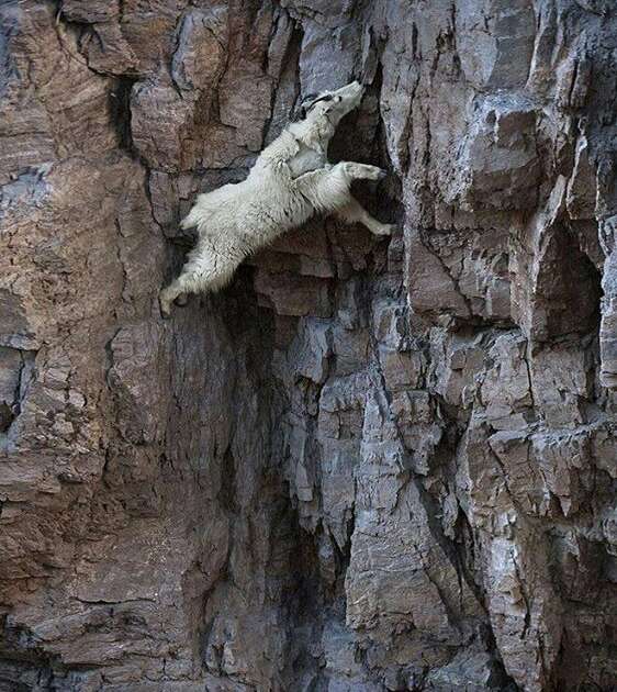 Jaw-Dropping Photos Show How Far Mountain Goats Will Go To Lick Salt ...