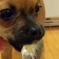 Puppy Gets Her First Taste Of Peanut Butter