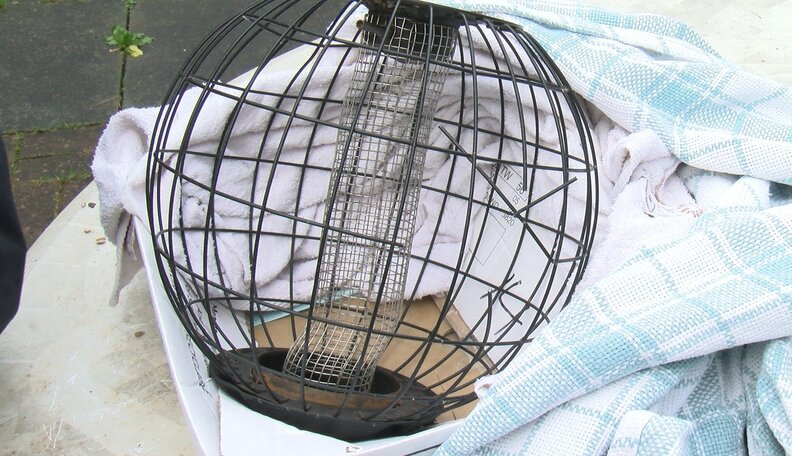 Not So ‘Squirrel-Proof’ After All! - The Dodo