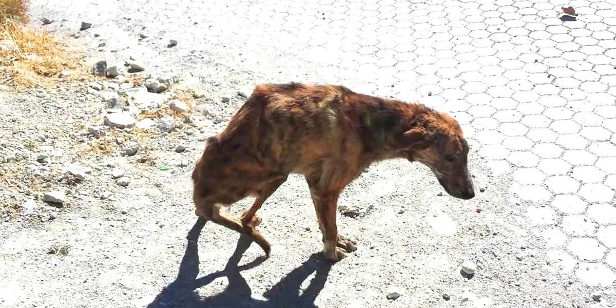 Woman On Vacation Finds Dog With Broken Spine And Takes Him Home The Dodo