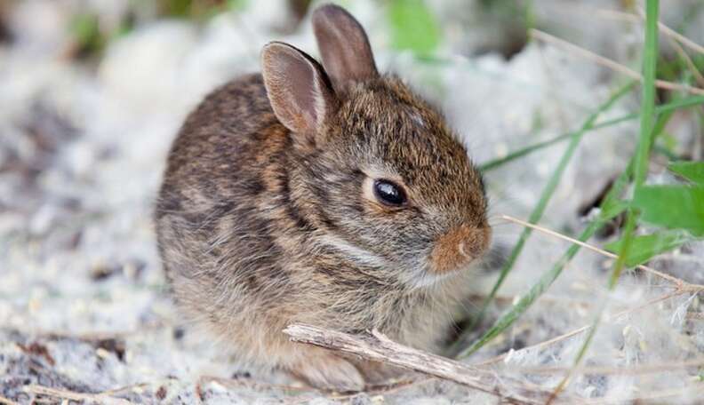 This Summer, Renting Rabbits Is All The Rage In Sweden - The Dodo