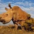 Upstate New York Man Donates Birthday to Rhinos