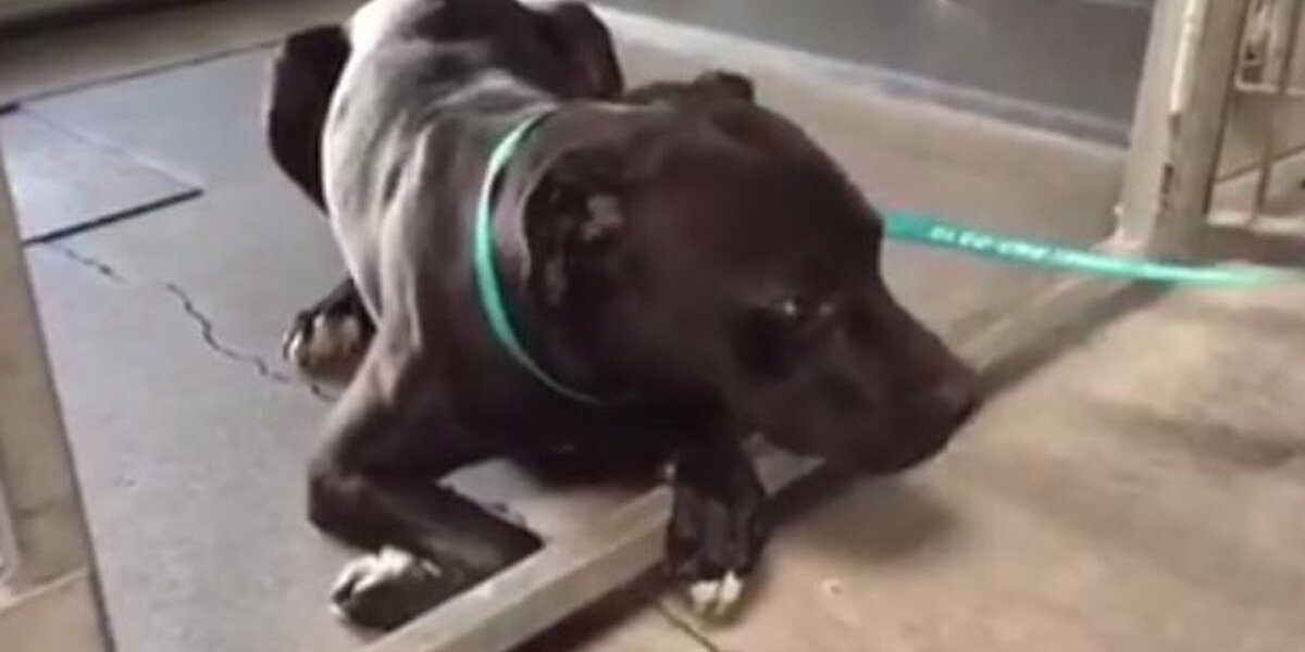 Black Pit Bull Is So Scared No One Will Ever Love Him - The Dodo