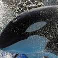 The Truth About 'The Truth About Blackfish'