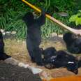 Family Of Bears Bond Over A Hammock