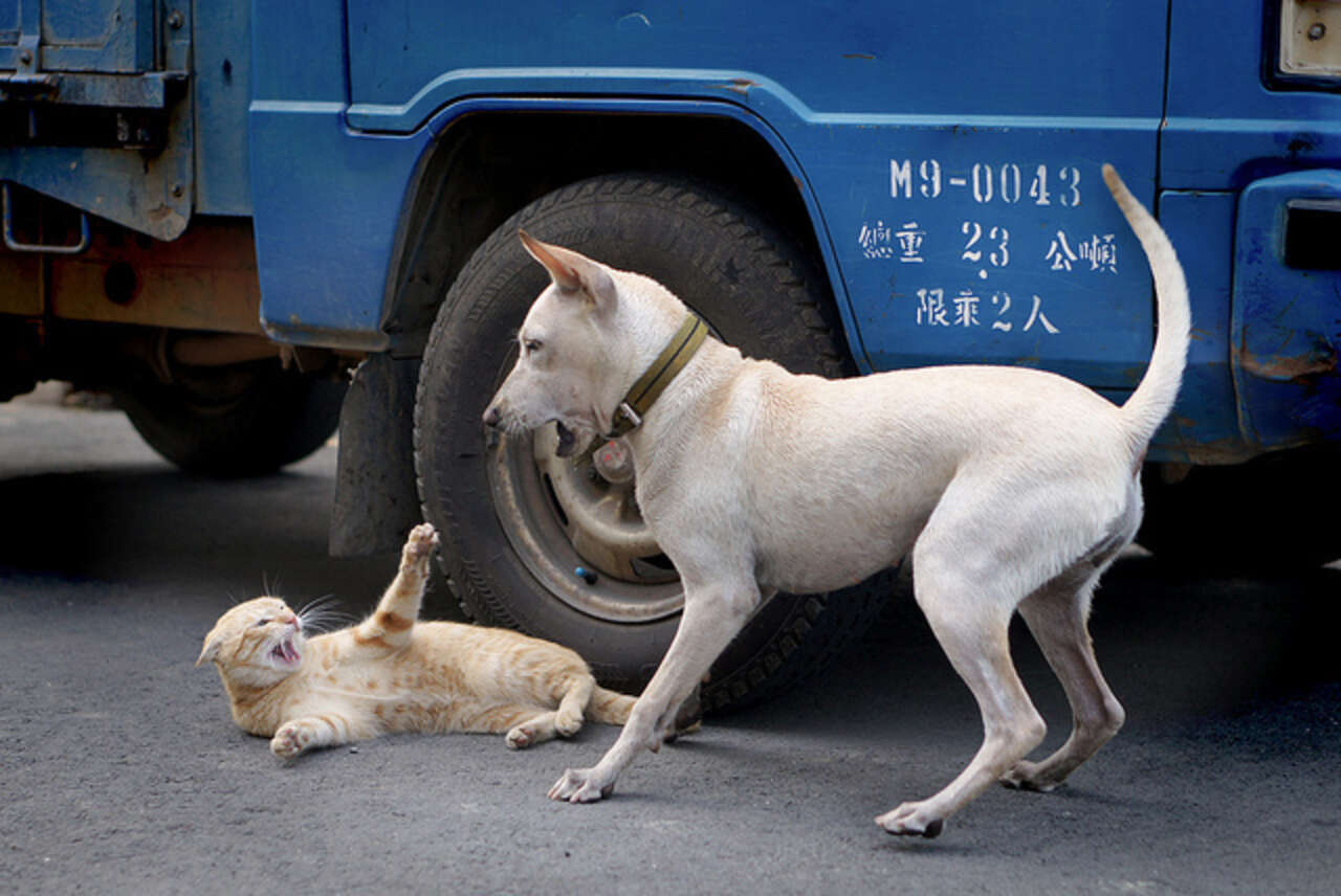 cats-who-can-t-stop-won-t-stop-bothering-dogs-the-dodo