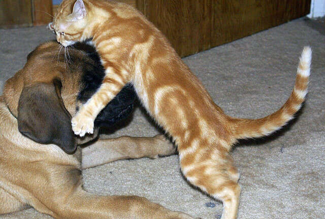 Cats Who Can't Stop (Won't Stop) Bothering Dogs - The Dodo