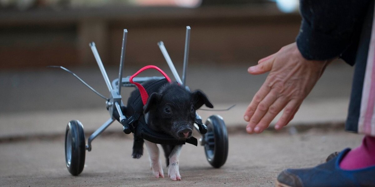 Piglet Life Guard Tiny Disabled Piglet Saved From Slaughter Gets A New Set Of Wheels ...