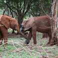 Baby Elephant Who Survived Spear Attack Takes His First Steps