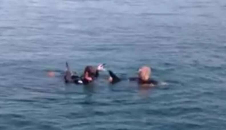 Dolphin Freed From Fishing Line Stops To 'Thank' His Rescuers - The Dodo