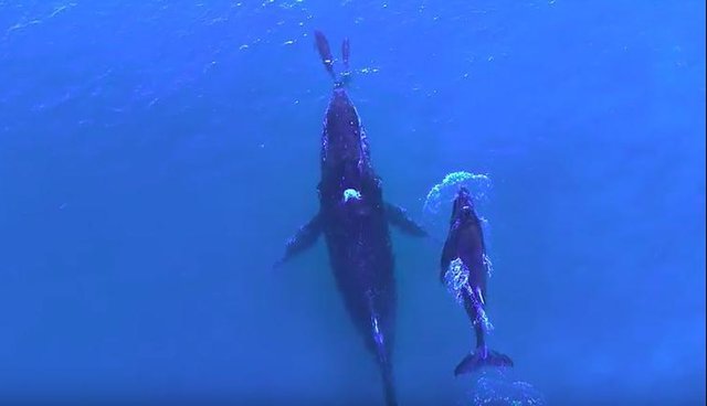 Mother Whale And Dolphin Take Babies Swimming In Remarkable